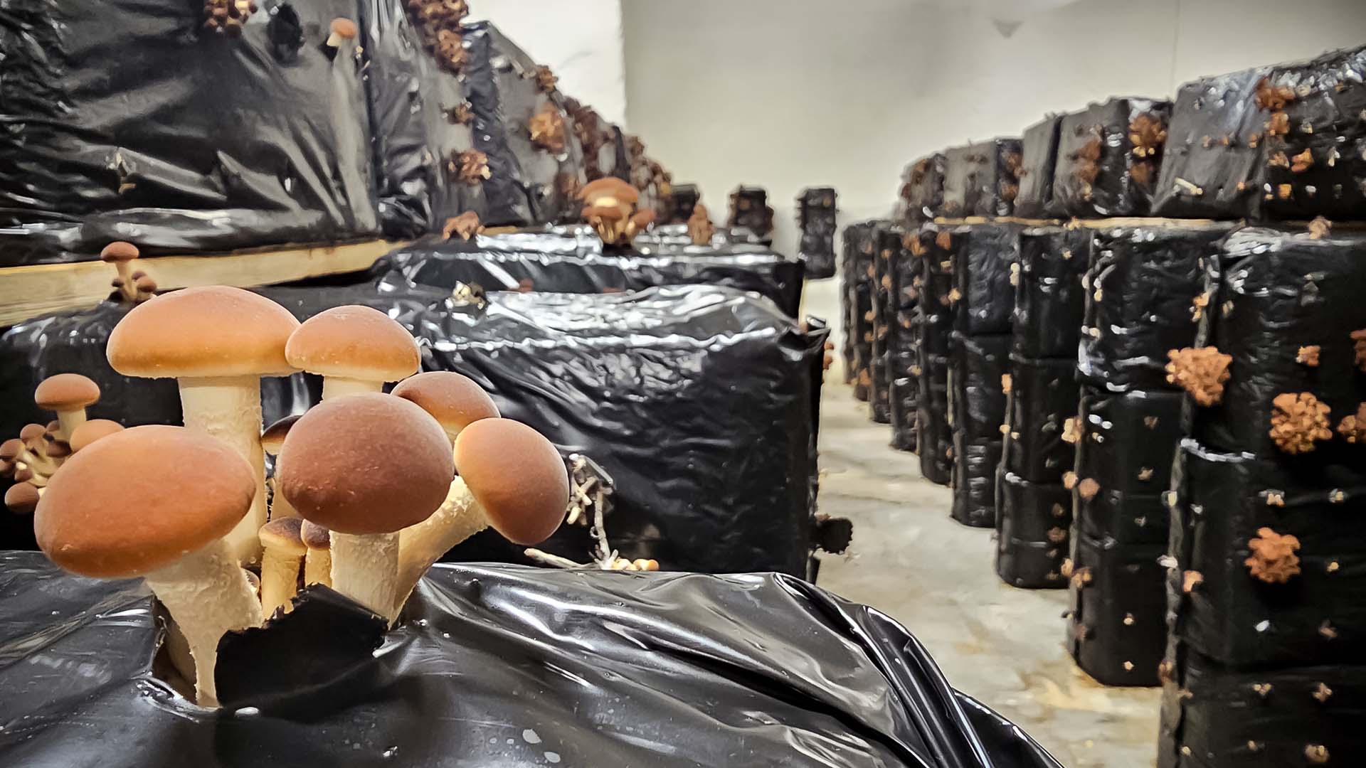 Produzione Substrati Compost di Qualità