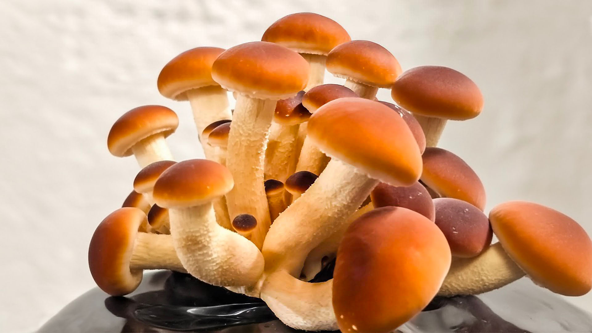 Fides Funghi - Compost Pioppino Italia