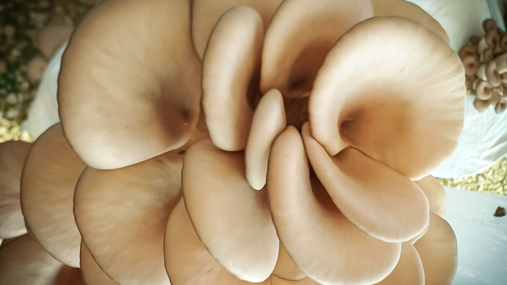 Fides Funghi - Substrati di Qualità Pleurotus fungo